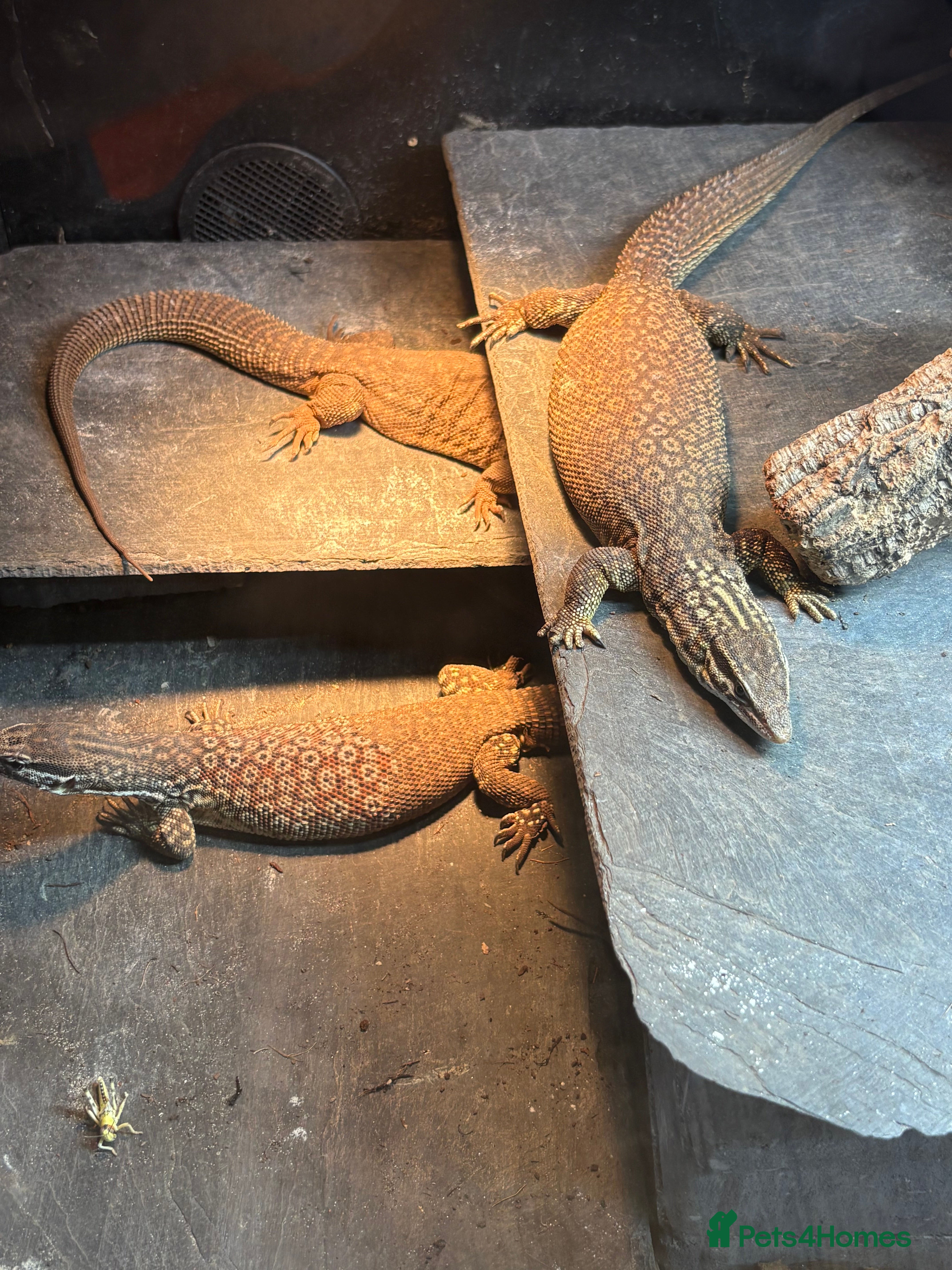 Monitor reptiles Breeding group of Ackie monitors 1.4 - Advert 1