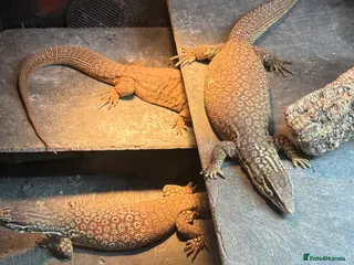 Monitor reptiles Breeding group of Ackie monitors 1.4 - Advert 1