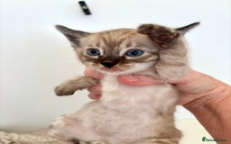 Bengal cats for sale: Seal mink snow & charcoal seal bengal  - Image 16