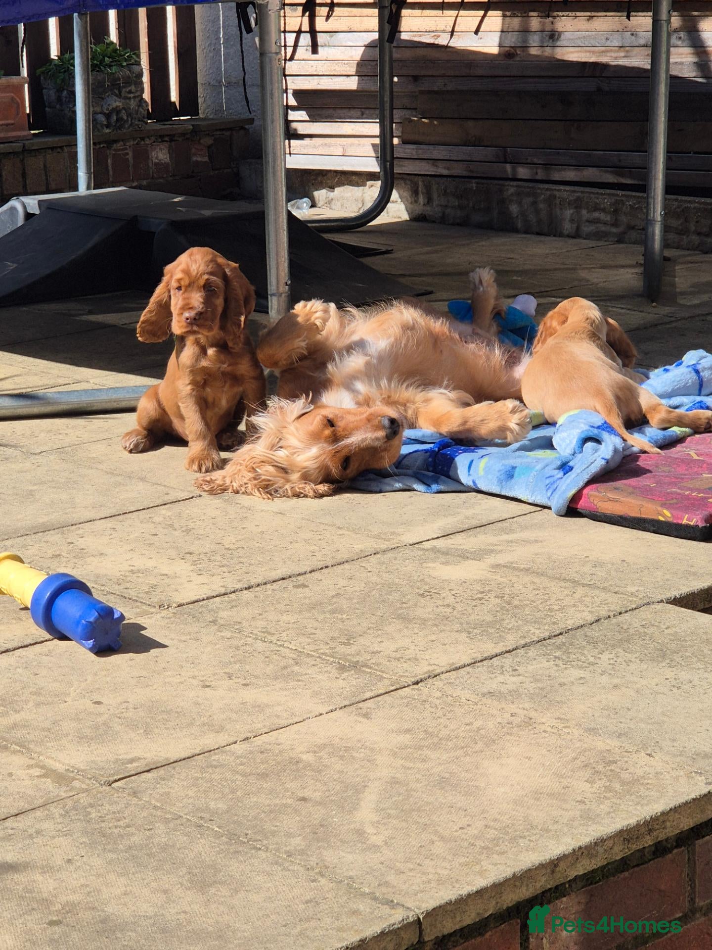 Cocker Spaniel dogs Cocker spaniels Barnsley area - Advert 2
