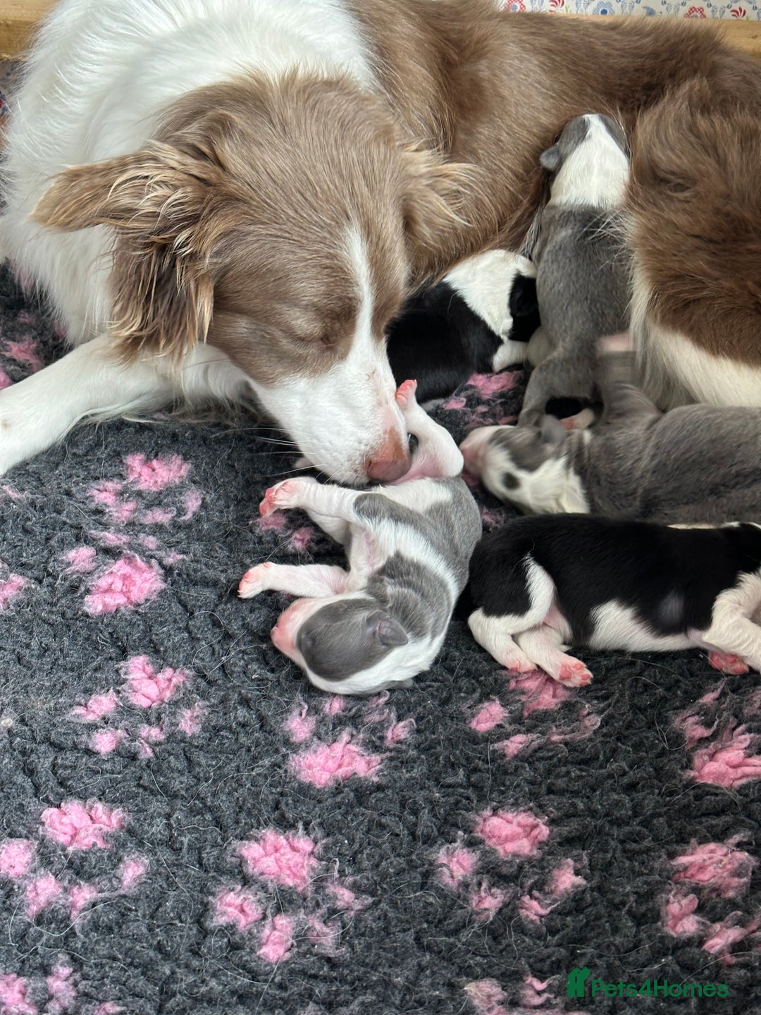 Border Collie dogs for sale: KC Registered Border Collie Puppies for sale - Image 8