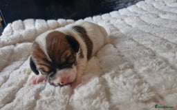 Jack Russell dogs for sale: Jack Russell puppies  - Advert 12