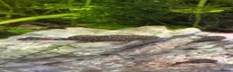 Plecos fish for sale: Home-Breed Bristlenose Plecos for Sale in RM8 - Advert 2