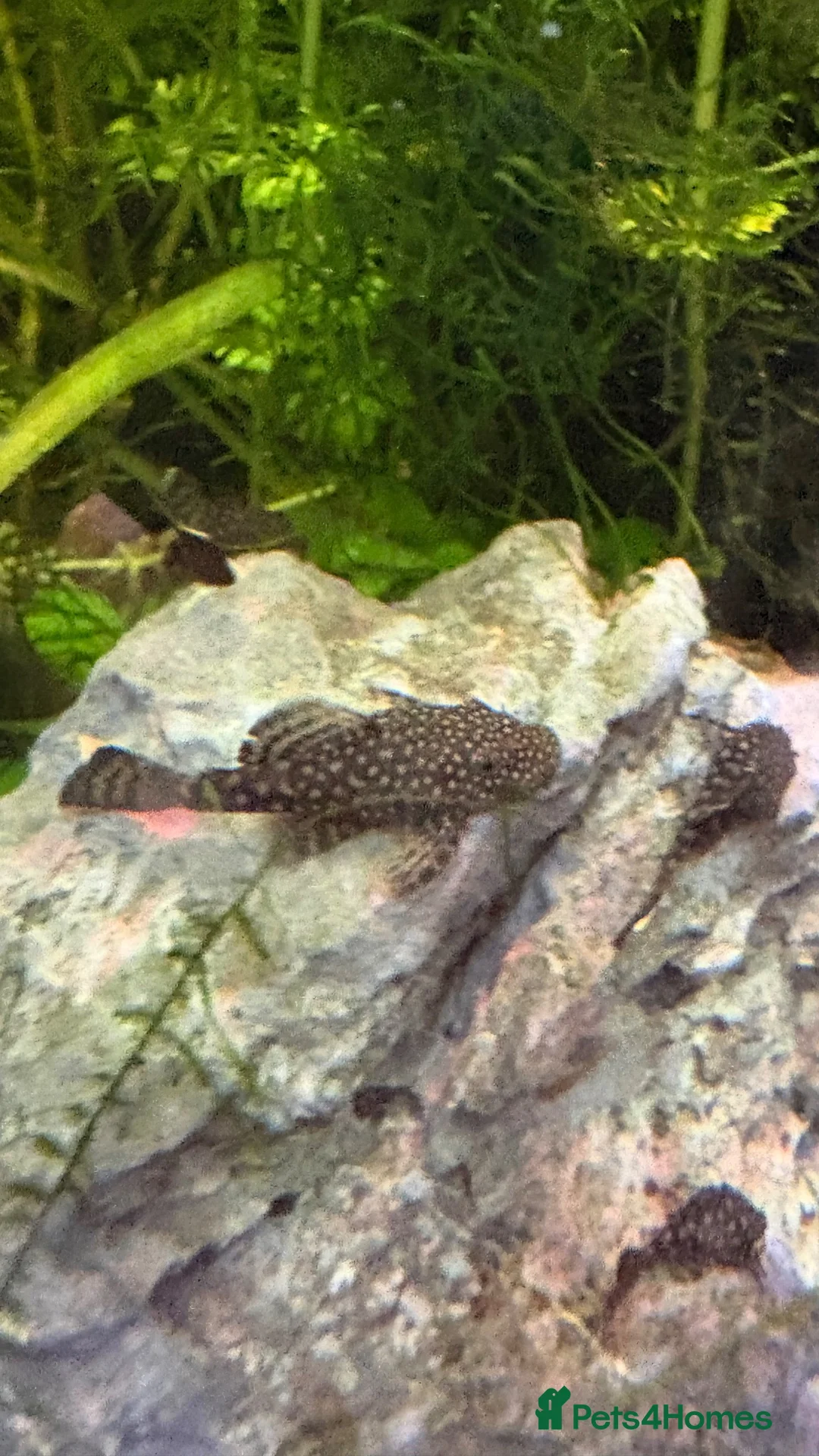 Plecos fish for sale: Home-Breed Bristlenose Plecos for Sale in RM8 - Advert 2