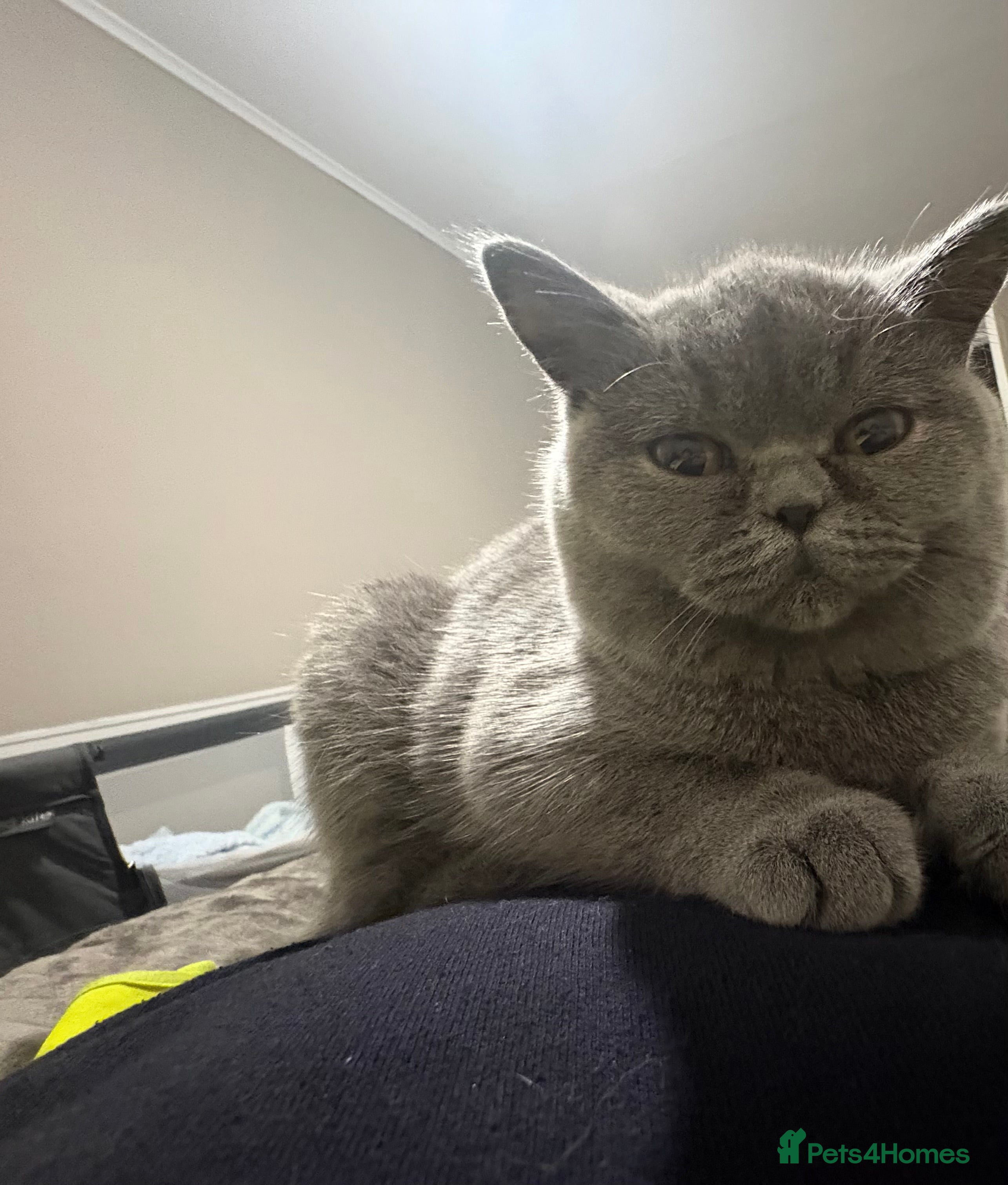 British Shorthair cats Female british shorthair - Advert 12