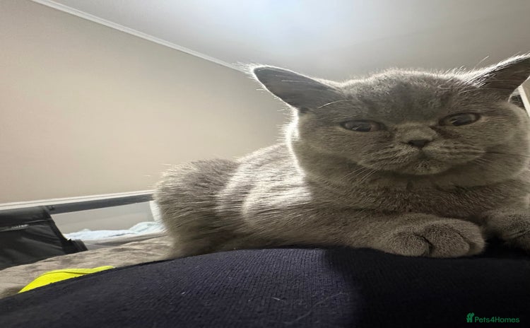 British Shorthair cats - Advert 6