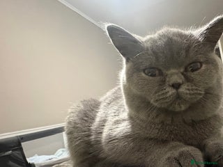 British Shorthair cats for sale - Advert 1