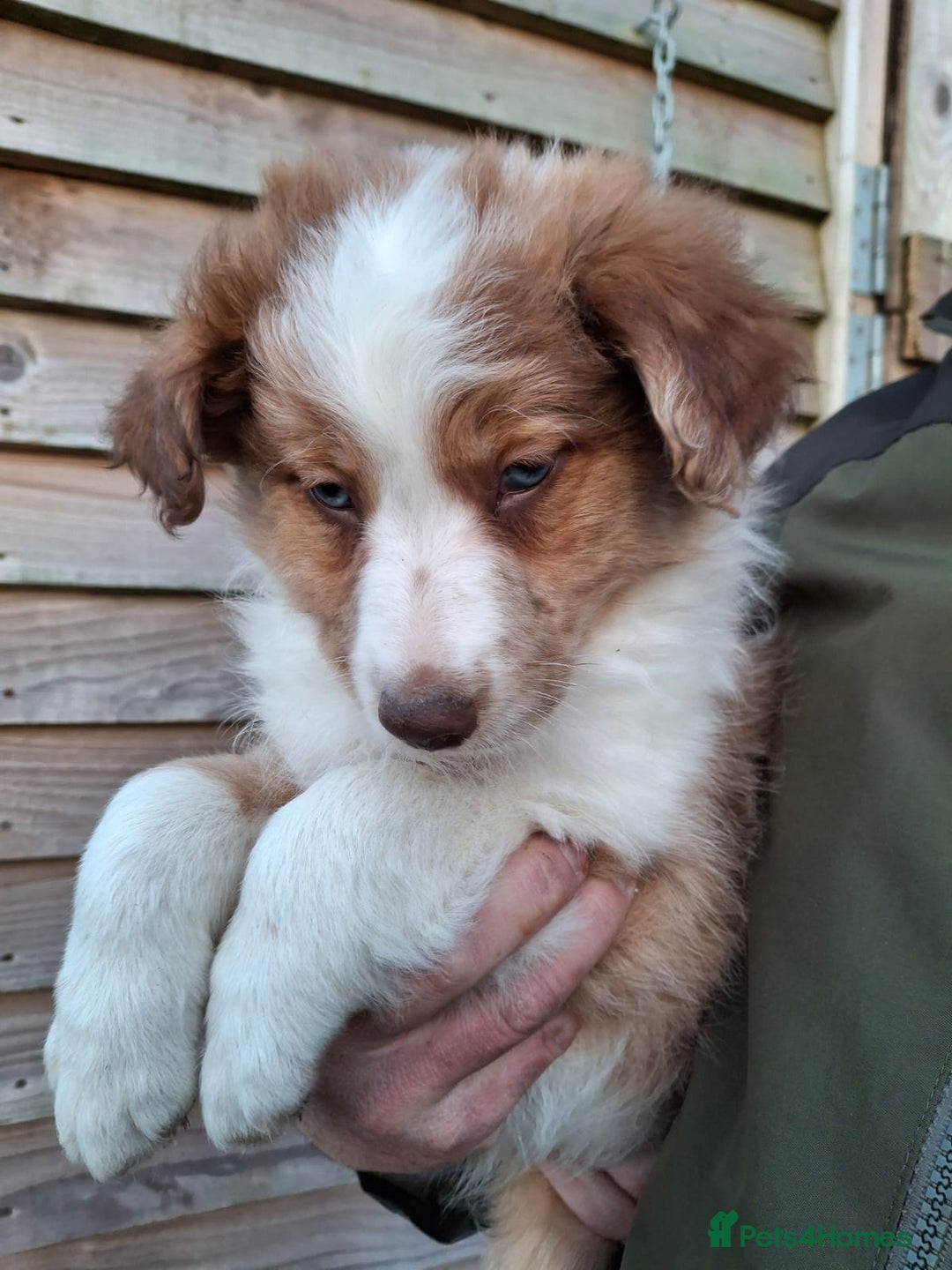 Border Collie dogs for sale: Rare sable merle long coat collie puppies  - Advert 8