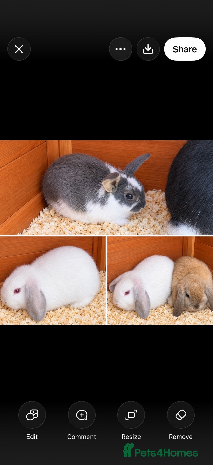 Mini Lop rabbits Mini lop babies  - Advert 1