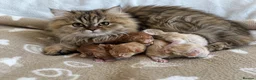 Persian cats for sale: 5 Beautiful Pure Persian Kittens - Advert 10