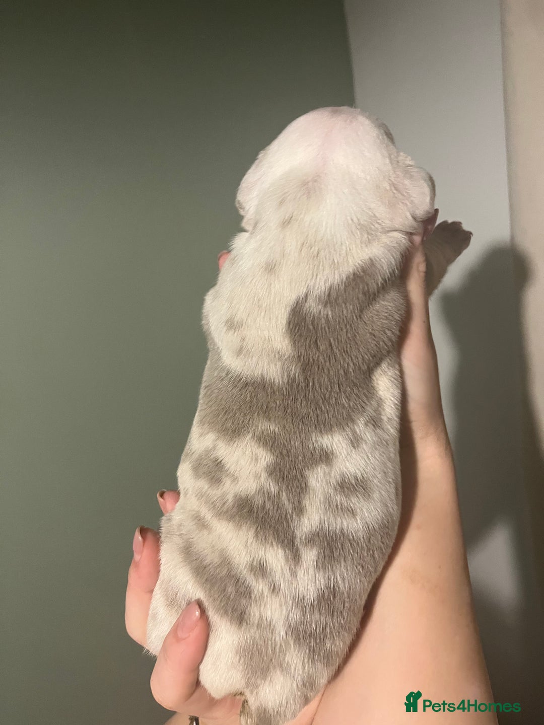 Olde English Bulldogge dogs for sale: Old English bulldog  - Advert 4