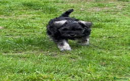 Miniature Schnauzer dogs for sale: 1 male miniature schnauzer puppy left - Image 1