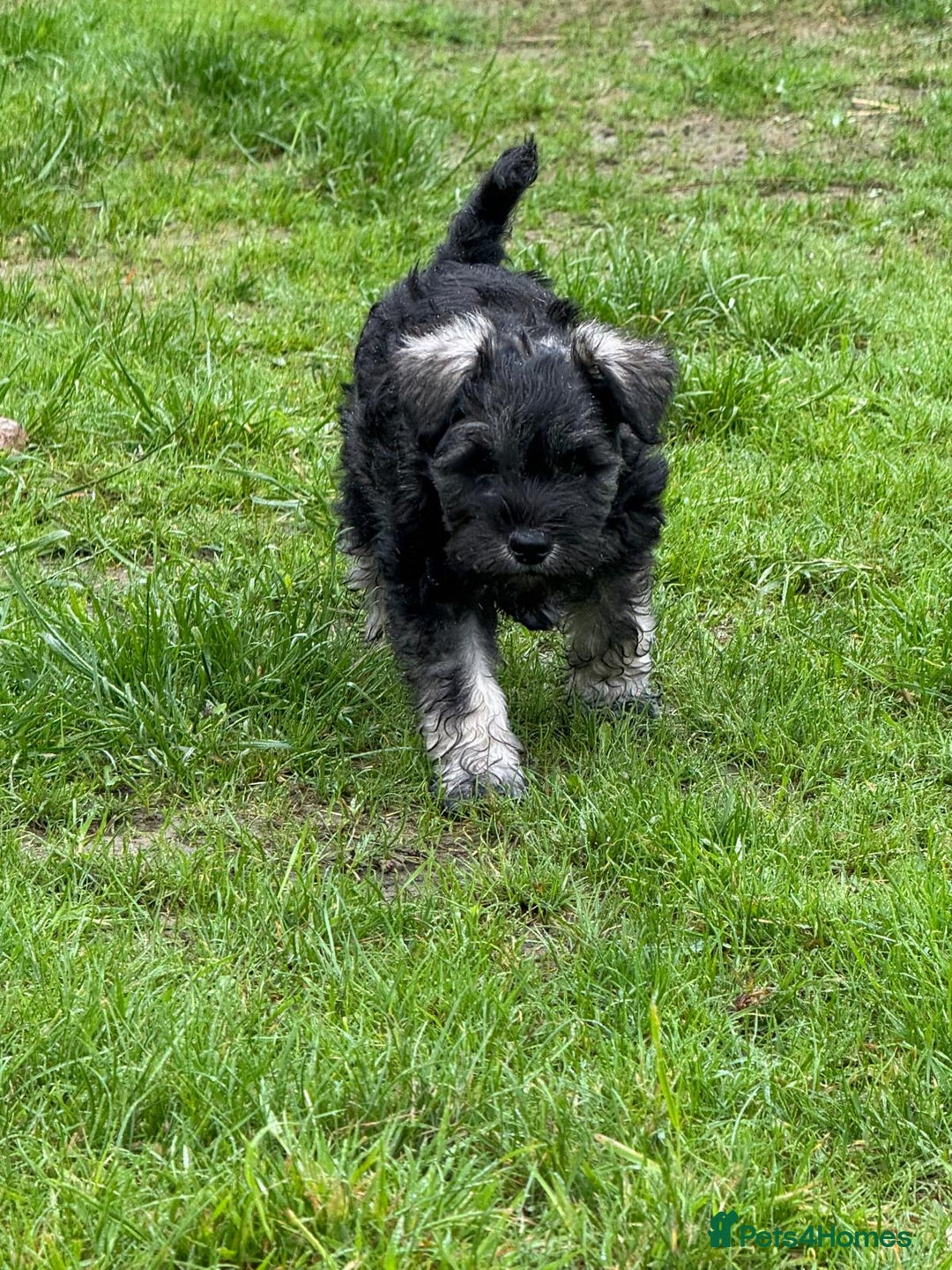 Miniature Schnauzer dogs for sale: 1 male miniature schnauzer puppy left - Image 1