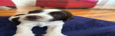 English Springer Spaniel 5