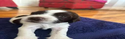 English Springer Spaniel dogs for sale: *One puppy left* KC English Springer Puppies - Advert 21