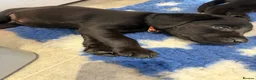 Labrador Retriever dogs for sale: 2 Boys Avaliable now for collection - Advert 24