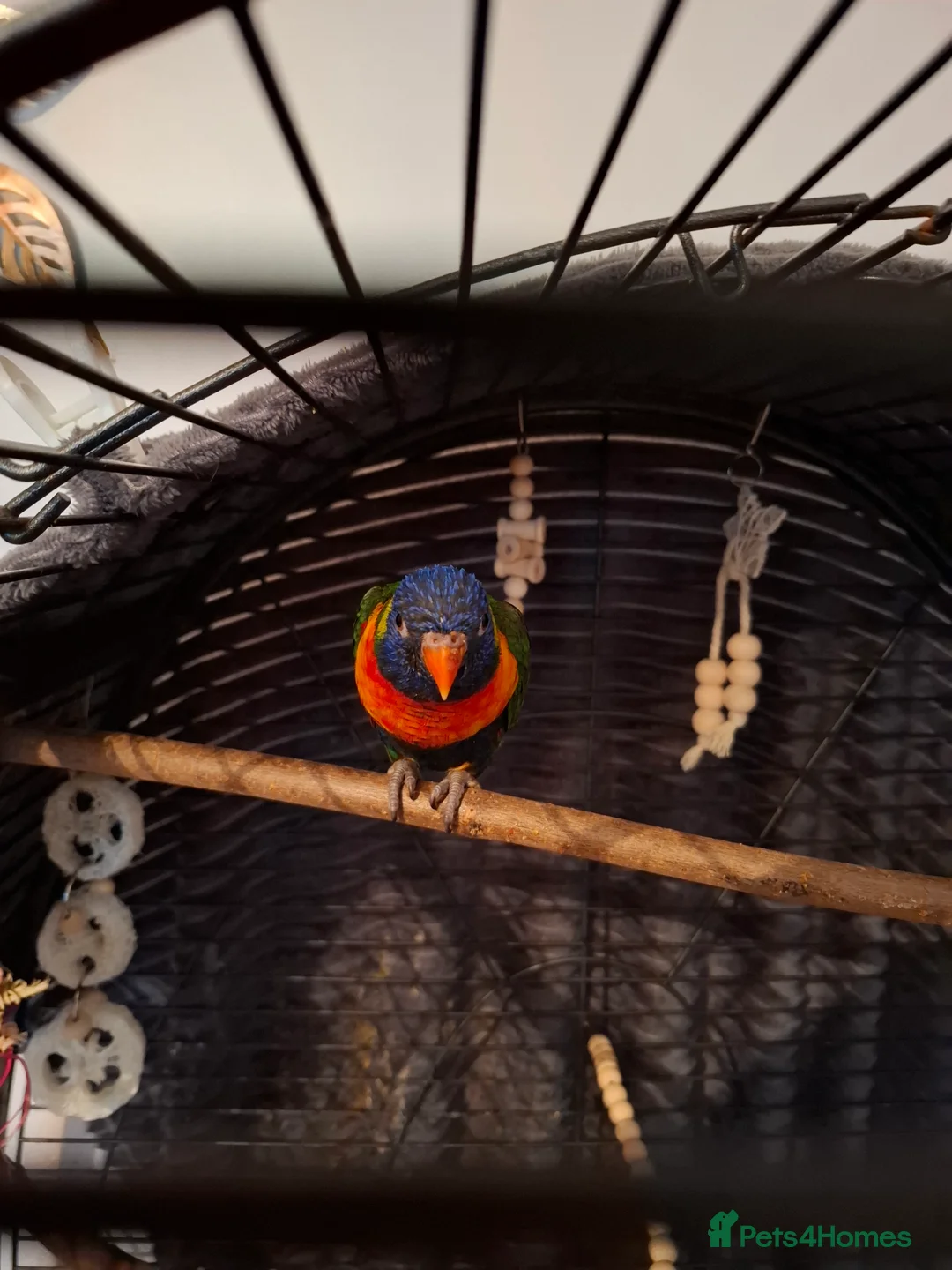 Lorikeets birds for sale: Lorikeet  - Advert 4