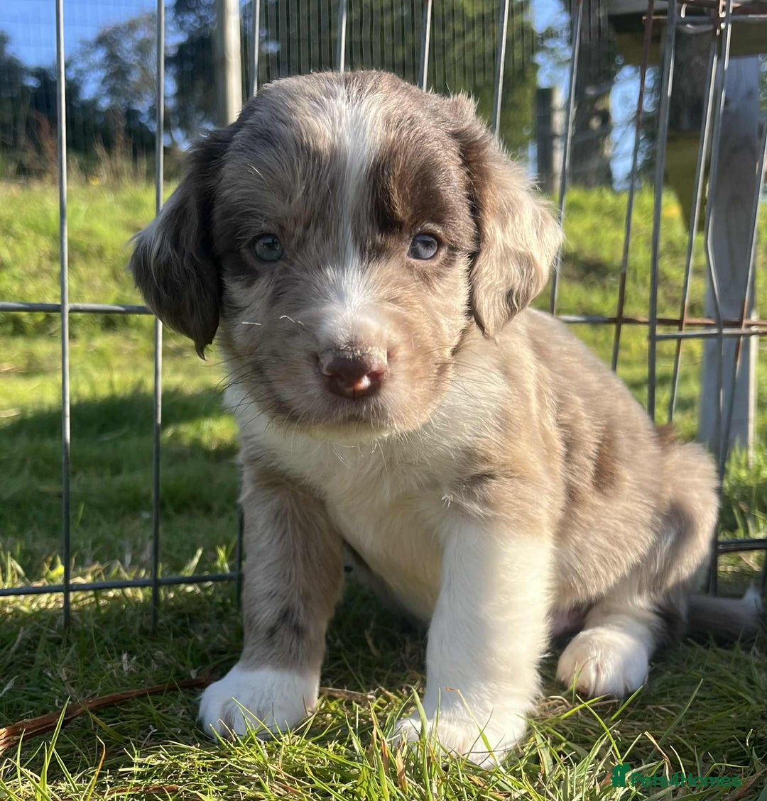 Sprollie dogs for sale: Beautiful Unique Sprollie Puppies - Image 3