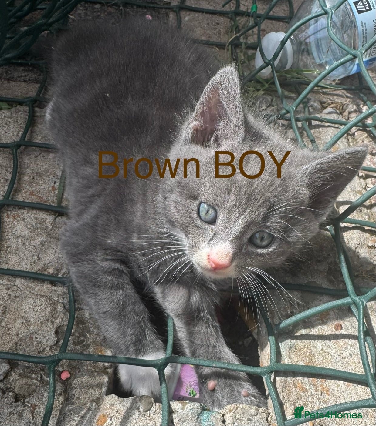 Mixed Breed cats Mixed Maine coons  - Advert 1