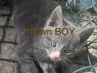 Mixed Breed cats Mixed Maine coons - Advert 1