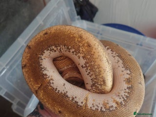 Python Snake reptiles Royal python - Advert 9