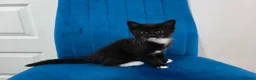Mixed Breed cats for sale: Kittens for sale  in Reading - Advert 11