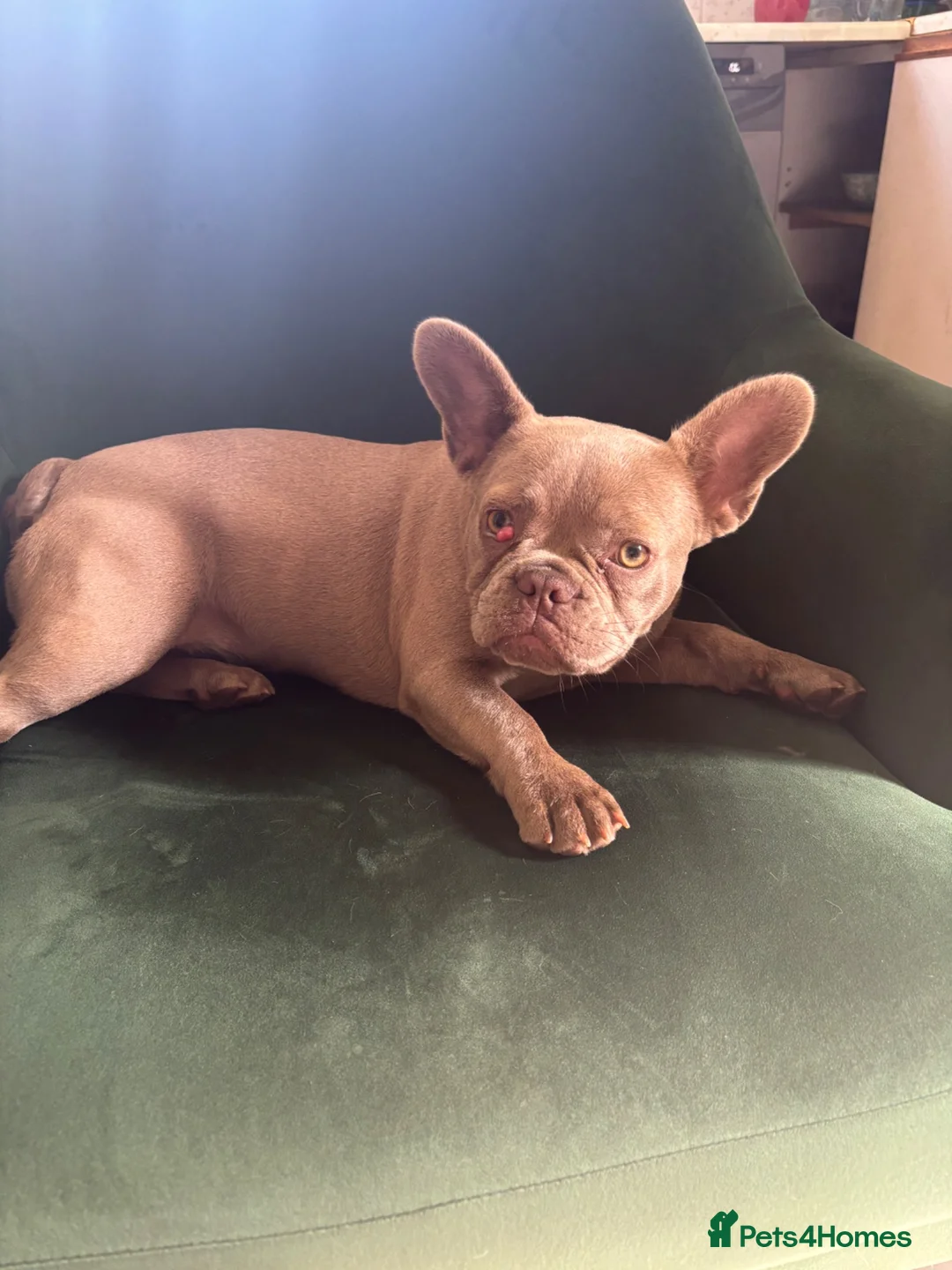 French Bulldog dogs for sale: Lovely french puppy (Ruby)  - Advert 1