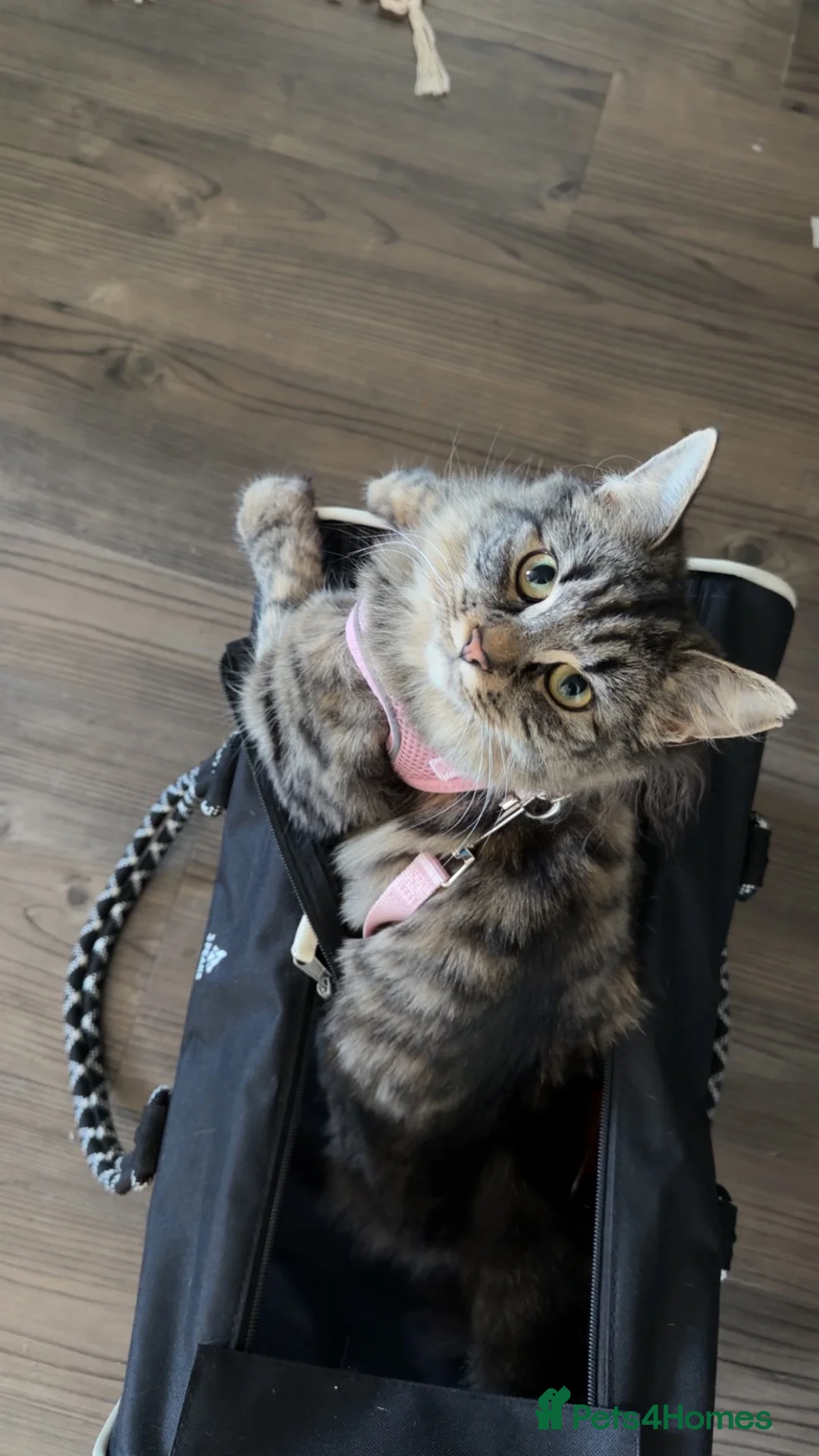Maine Coon cats for sale: Fortuna for sale - Advert 2