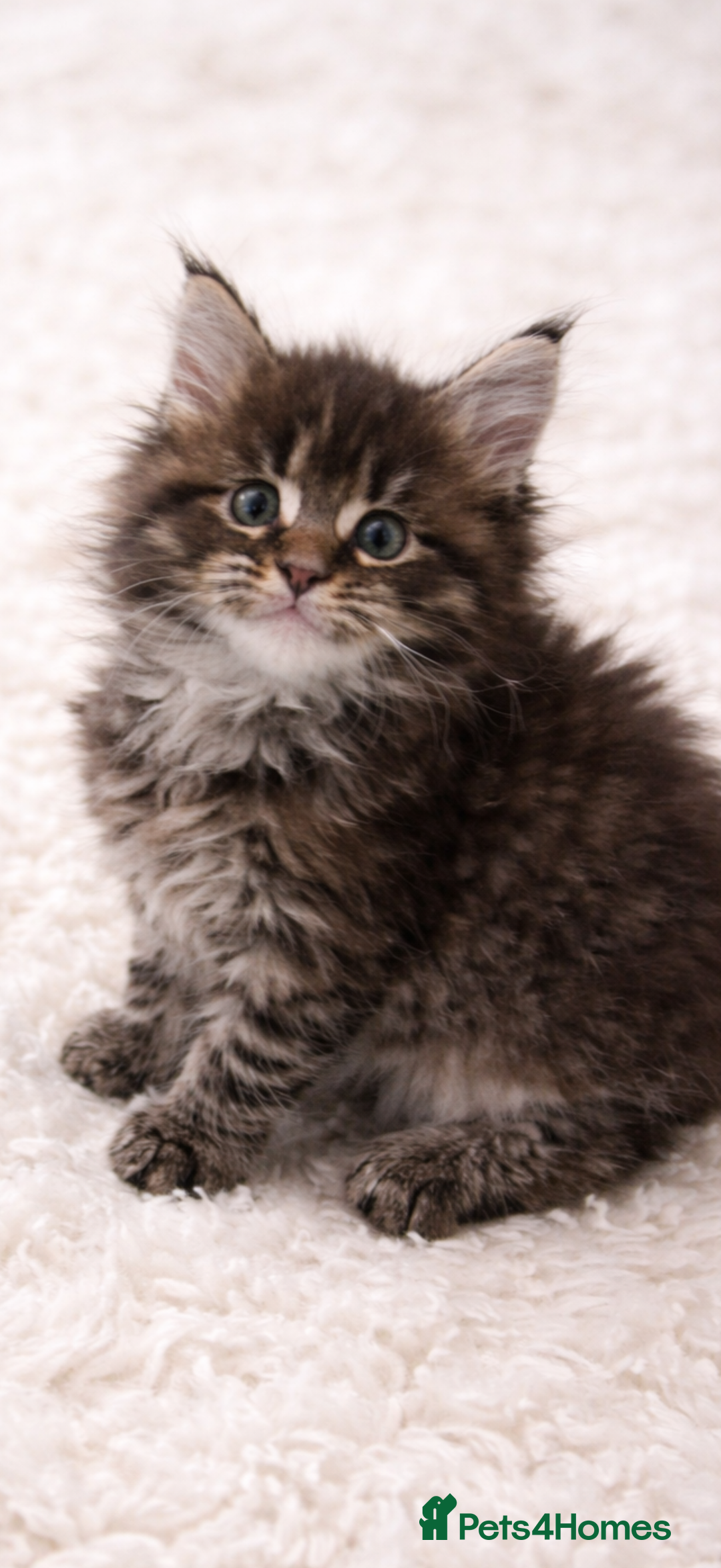 Maine Coon cats for sale: Registered Maine coon kittens  - Advert 8