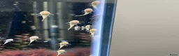 Plecos fish for sale: Home-Bred Bristlenose Plecos - Advert 2
