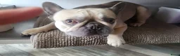Mixed Breed dogs for sale: matlpooXFrenchie puppies - Advert 6