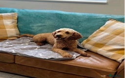 Cockapoo dogs for sale: 9 F1 cockapoo puppies for sale  - Image 10