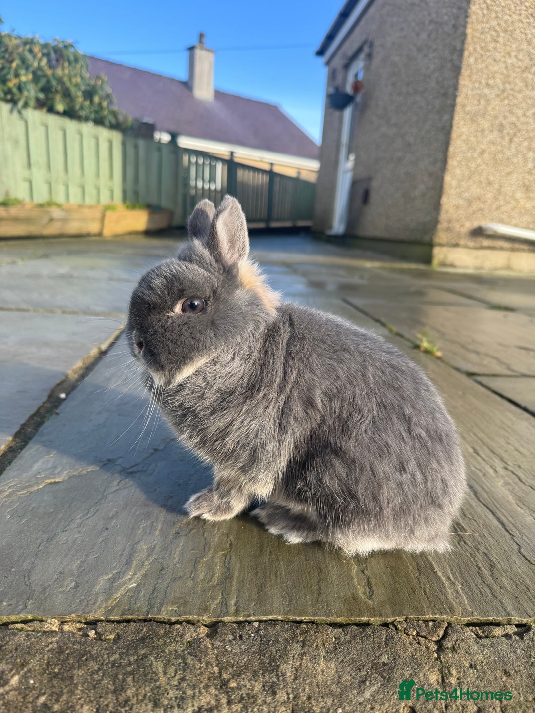 Netherland Dwarf rabbits for sale: 2 Netherland Dwarf for sale - Advert 4