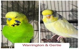 Budgerigars birds for sale: Hand Tame Budgie Chicks - Ready Soon in Chipping Norton - Image 2