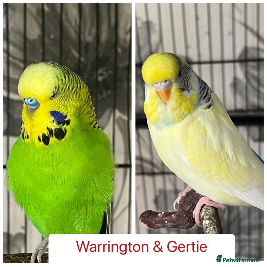 Budgerigars birds for sale: Hand Tame Budgie Chicks - Ready Soon in Chipping Norton - Image 2
