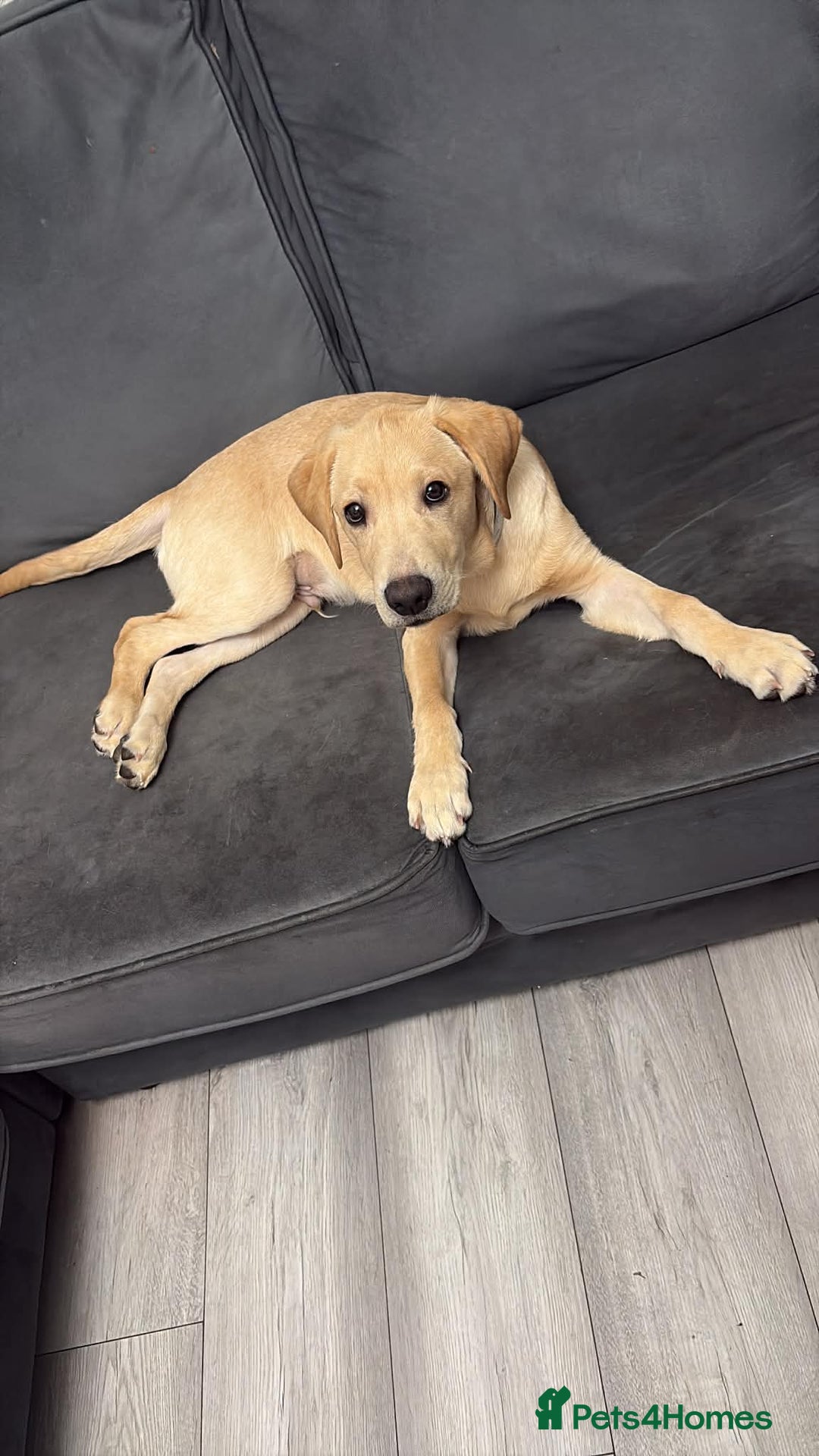 Labrador Retriever dogs for sale: Marley - Advert 1