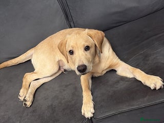 Labrador Retriever dogs Marley - Advert 1