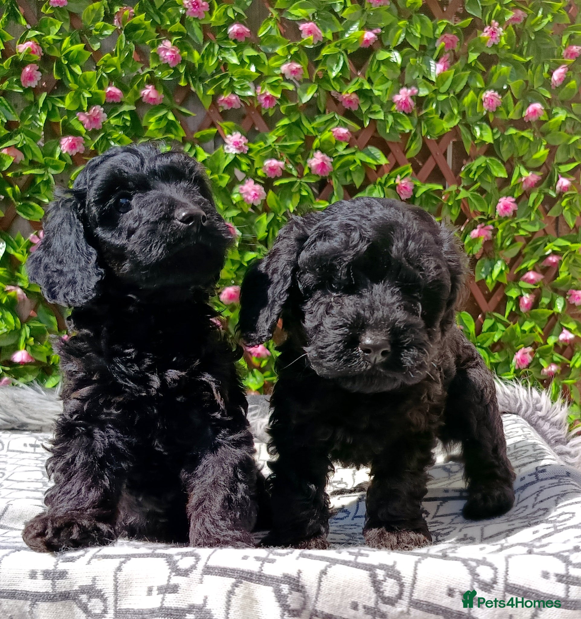 Cavapoo dogs for sale: FULLY VAX F1 CAVAPOO EXTENSIVELY H TESTED TOY SIZE - Advert 4