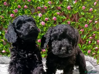 Cavapoo dogs for sale: F1 CAVAPOO EXTENSIVELY HEALTH TESTED PARENTS - Advert 2