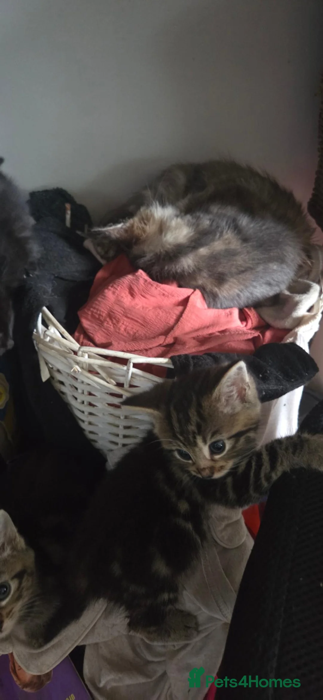 Mixed Breed cats for sale: Tabby kittens - Advert 8