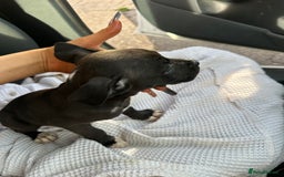 Mixed Breed dogs for sale: Cane corso x staff puppies  - Image 28