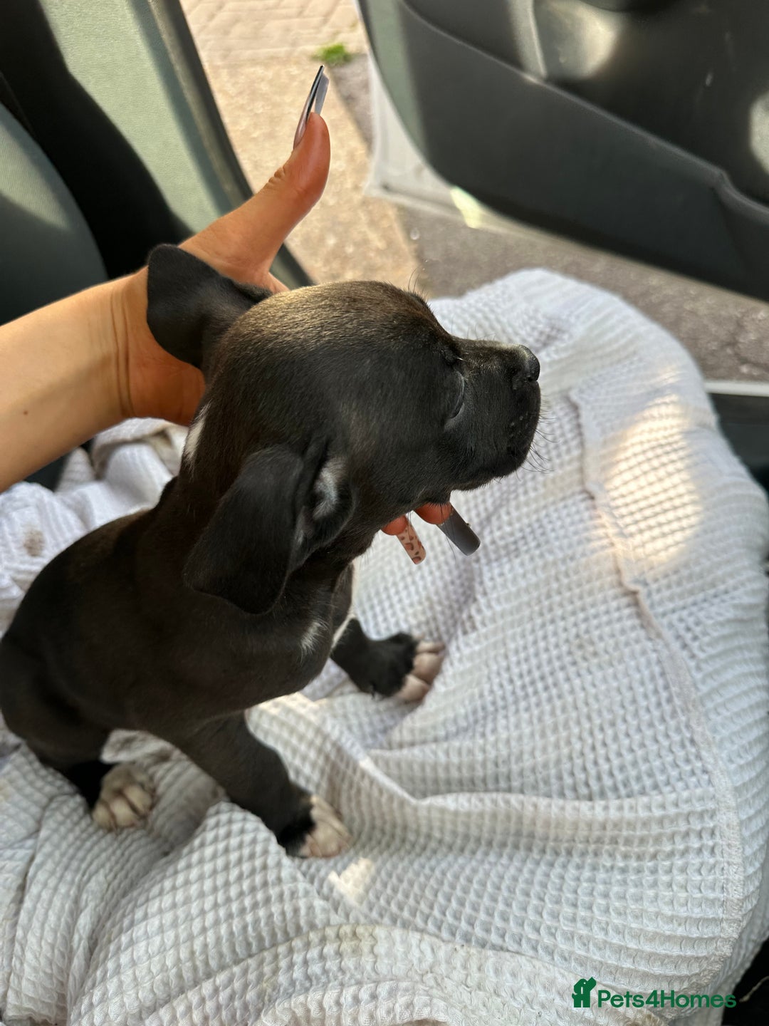 Mixed Breed dogs for sale: Cane corso x staff puppies  - Image 28