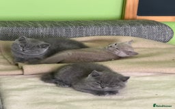 British Shorthair cats for sale: Beautiful British Shorthair kittens - Image 8