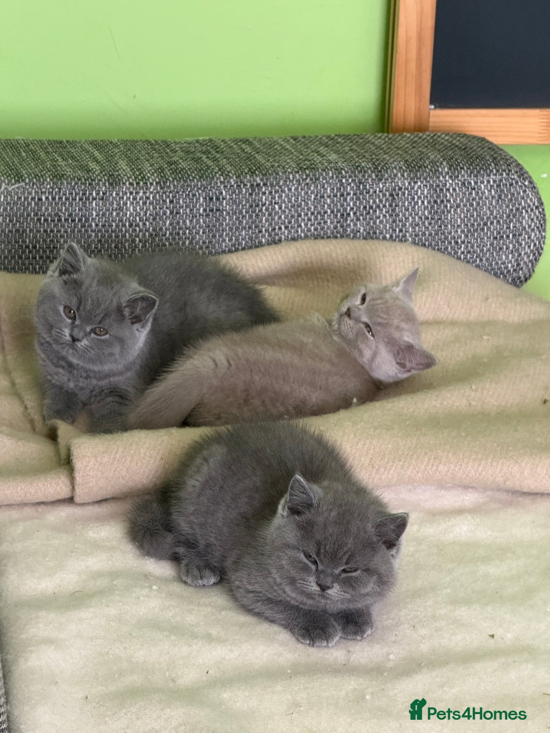 British Shorthair cats for sale: Beautiful British Shorthair kittens - Image 8