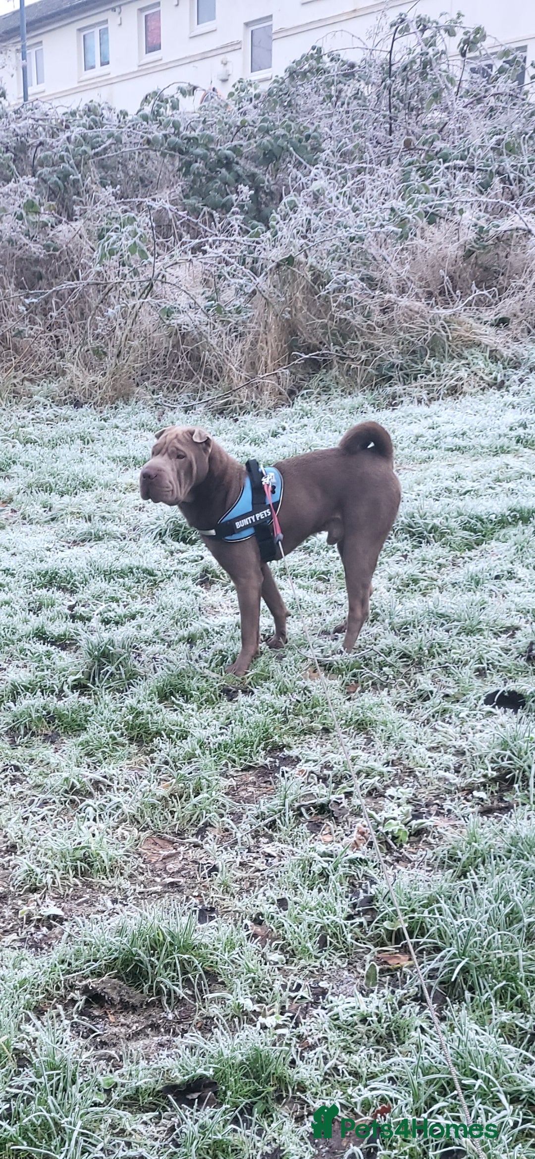 Shar Pei dogs for stud: kc lilac/fawn dilute - Advert 2