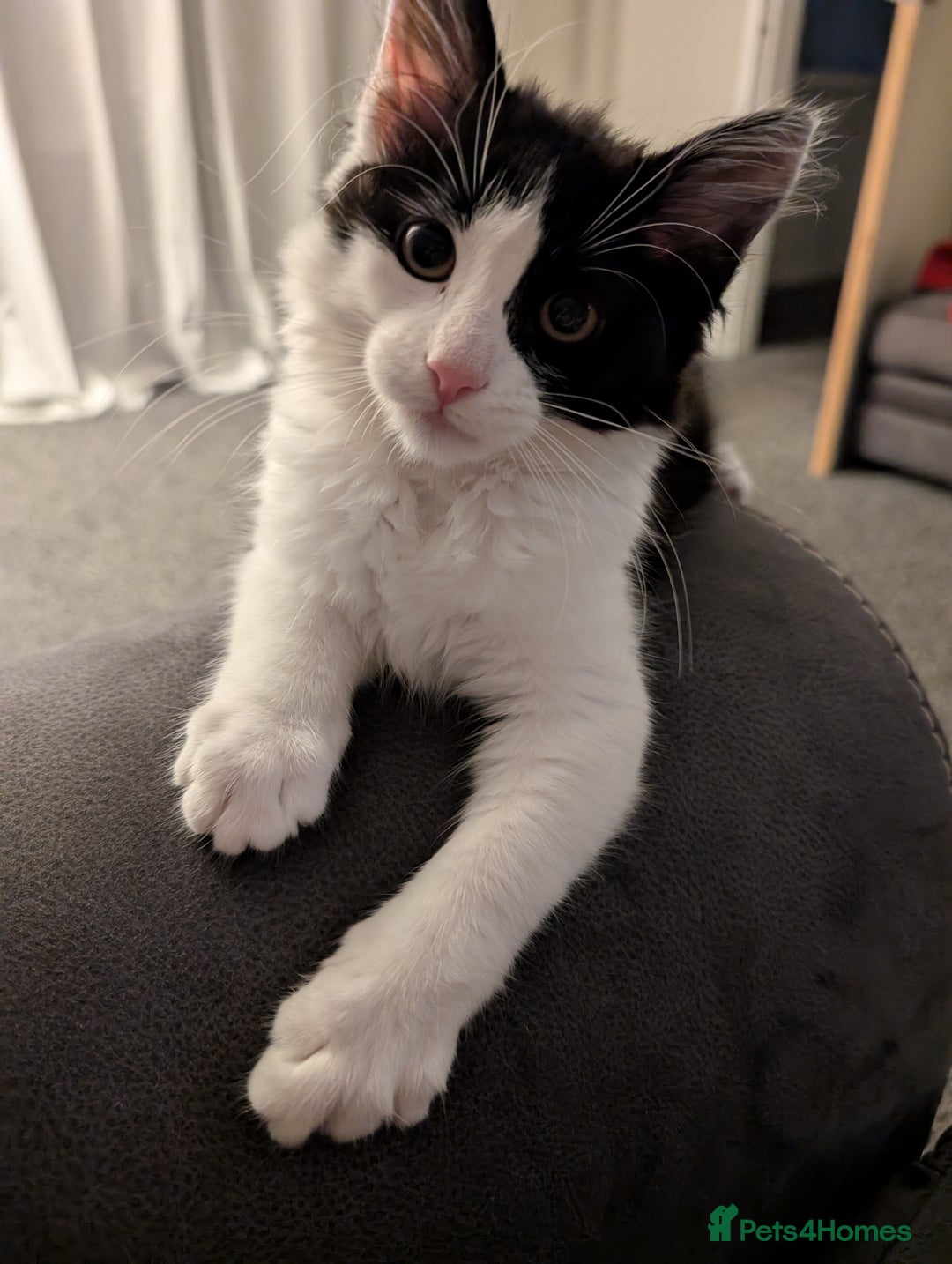 Maine Coon cats for sale: Maine coon kitten x for sale  - Advert 1