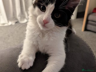 Maine Coon cats Maine coon kitten x for sale - Advert 1