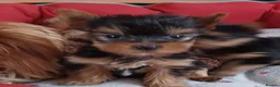 Yorkshire Terrier dogs for sale:   5 generation pedigree sertificate boy & girl  - Advert 8
