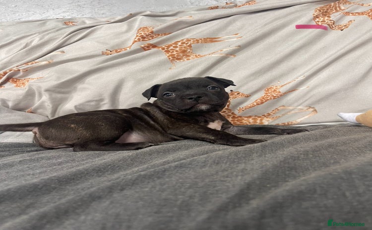 Staffordshire Bull Terrier dogs - Advert 1