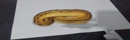 Python Snake reptiles for sale: Ball pythons for sale  - Advert 16